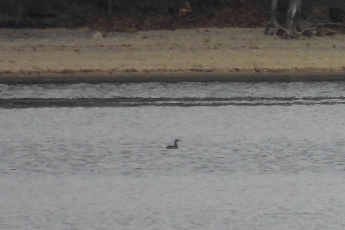 アカエリカイツブリ - ML646062318