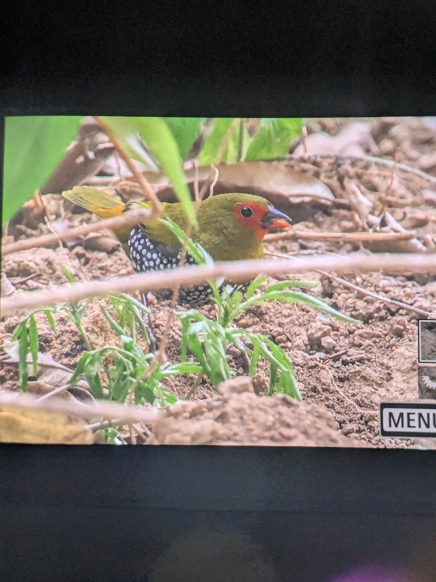 Green-backed Twinspot - ML646062326