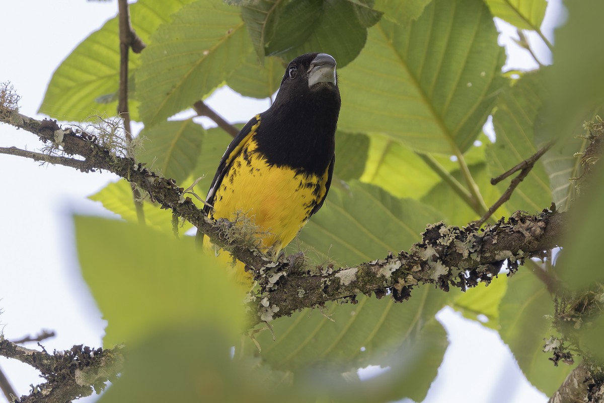 セグロオウゴンイカル - ML646062334