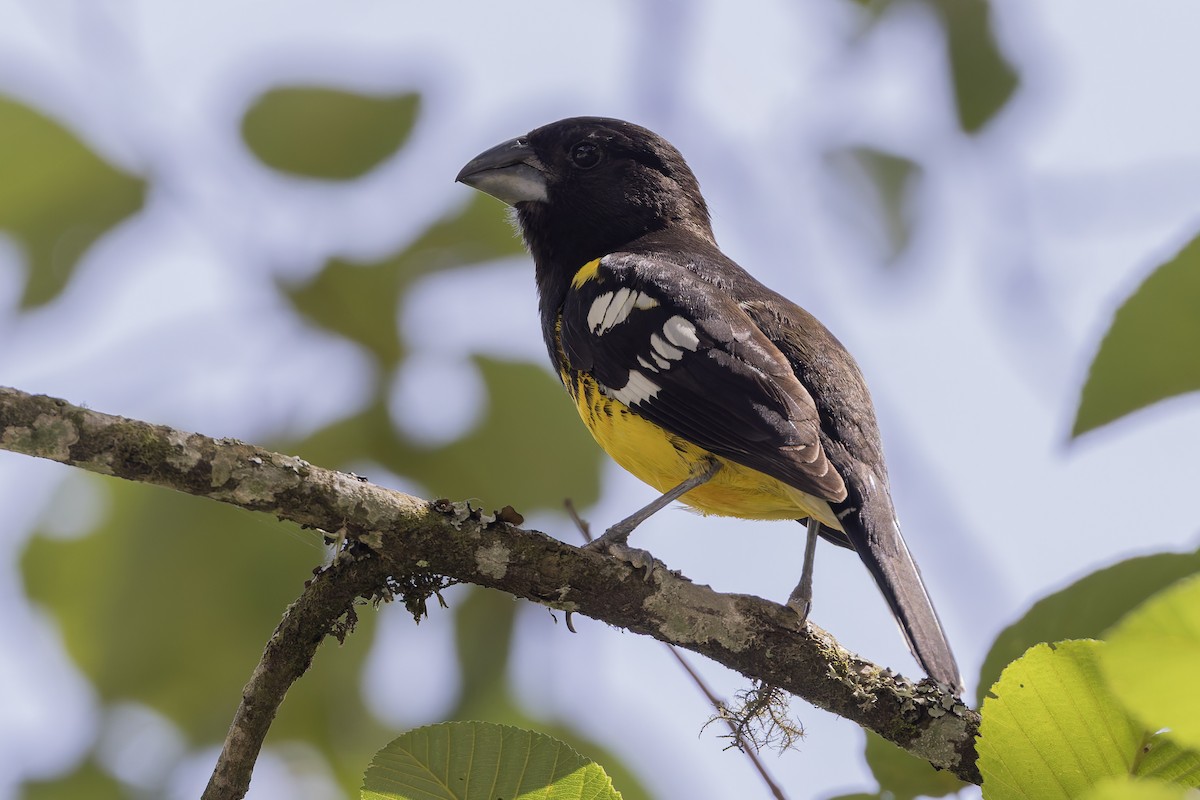 セグロオウゴンイカル - ML646062335