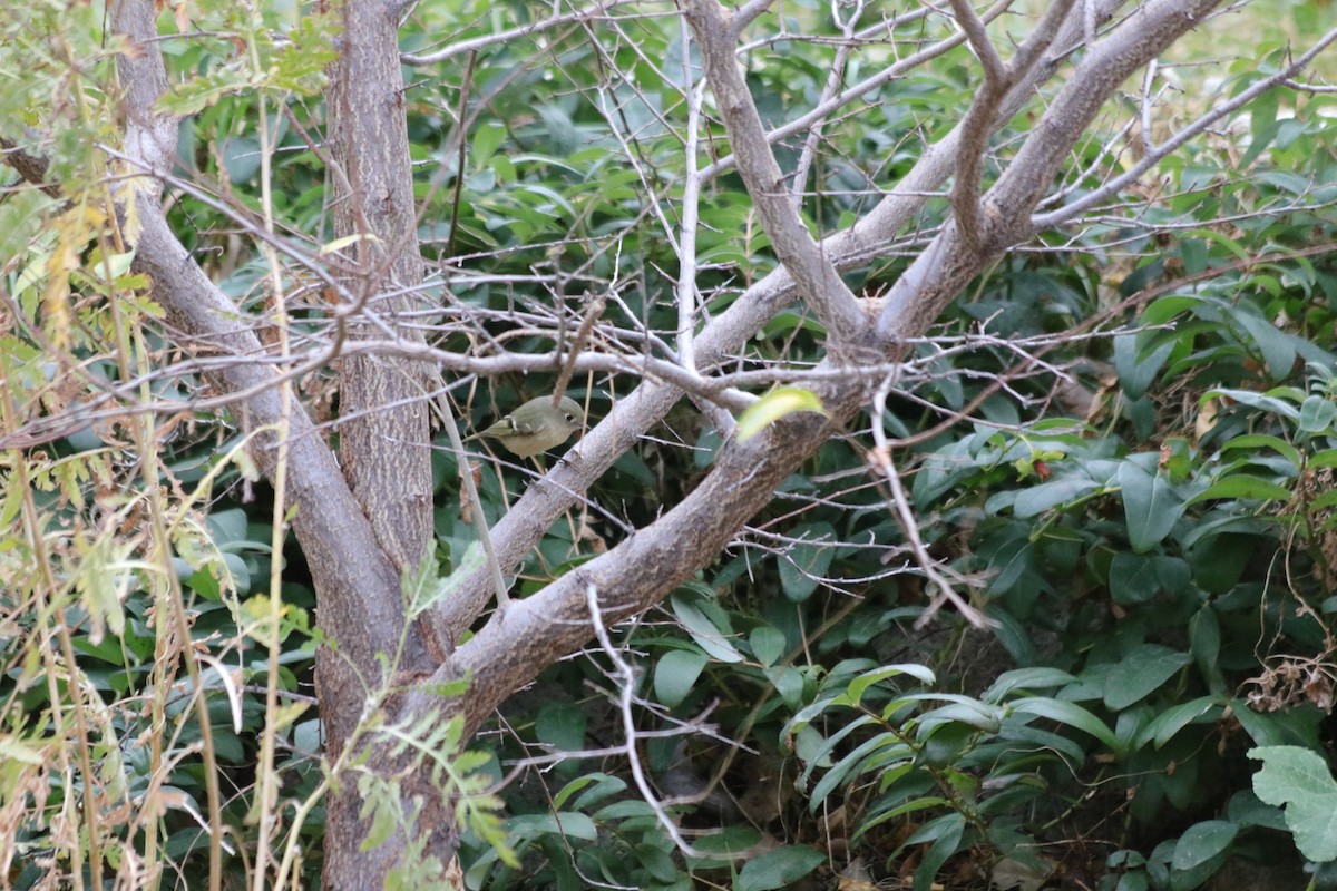 ルビーキクイタダキ - ML646062337