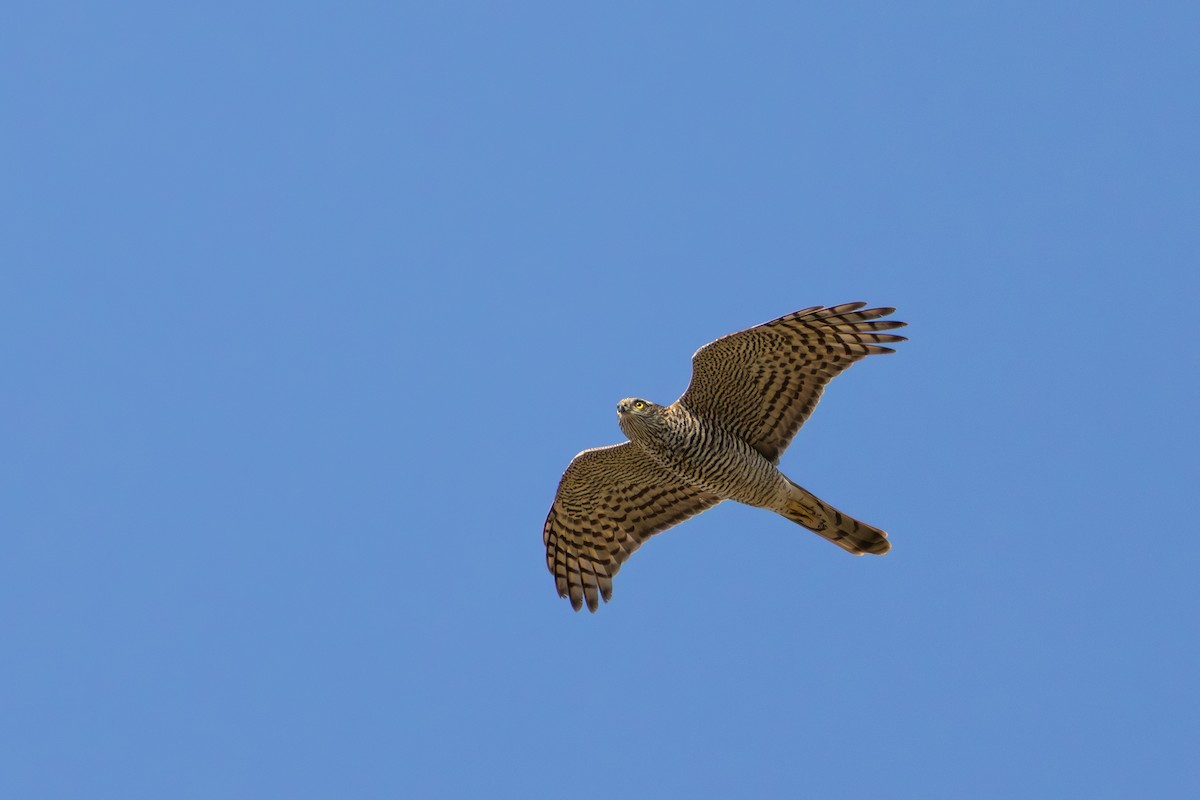 ハイタカ - ML646062340