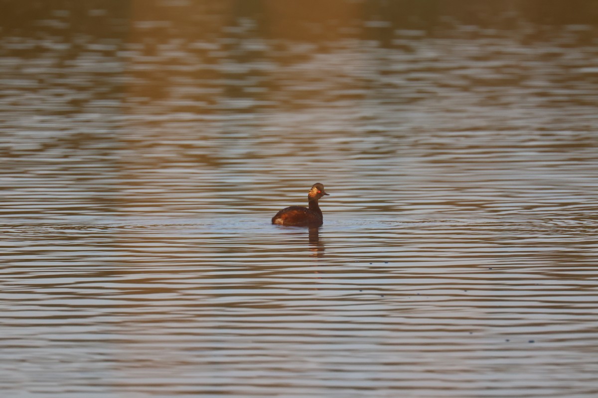 ハジロカイツブリ - ML646062341