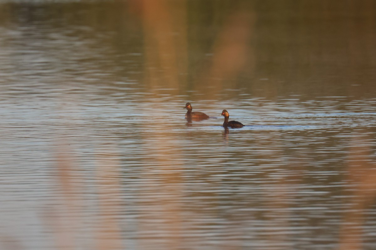 ハジロカイツブリ - ML646062342