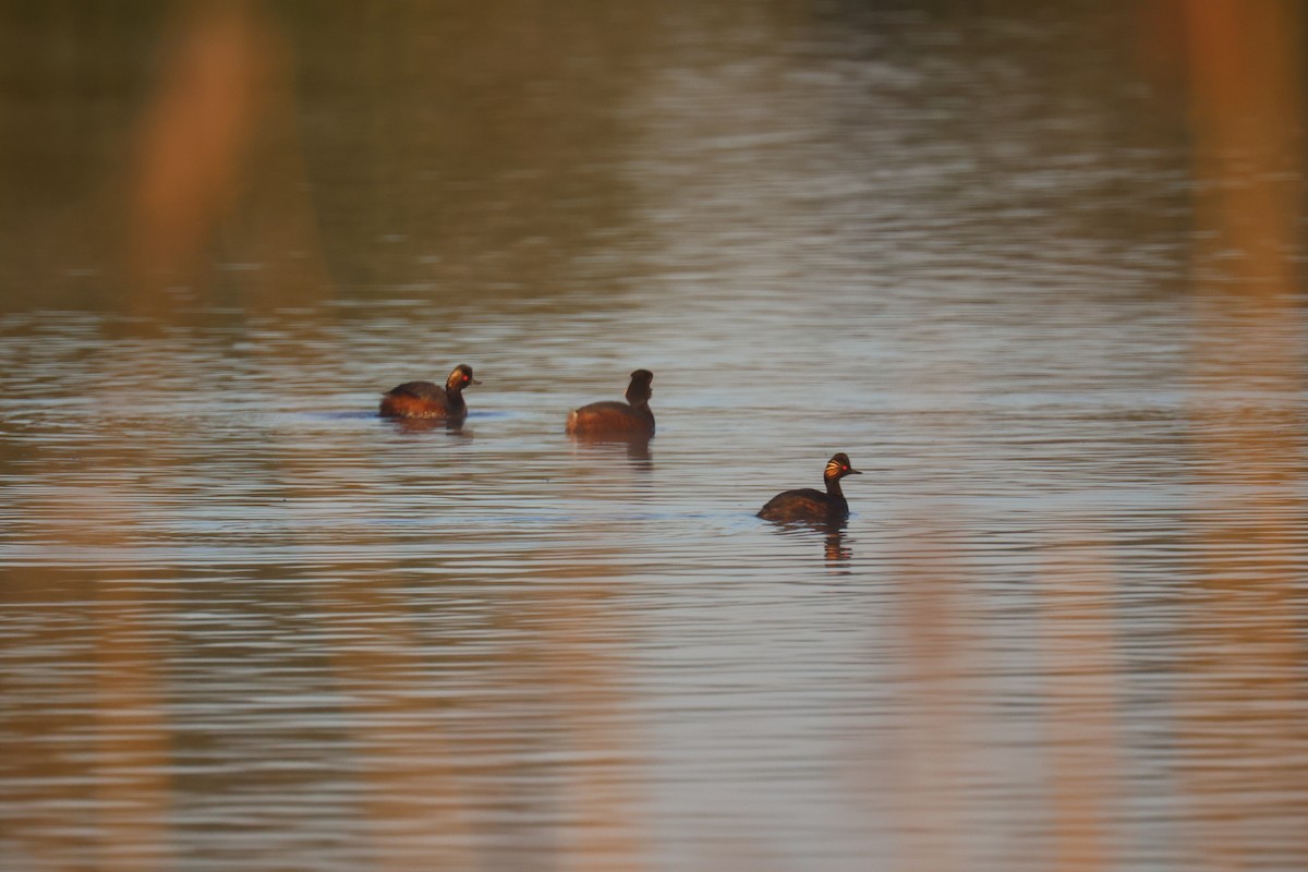 ハジロカイツブリ - ML646062343