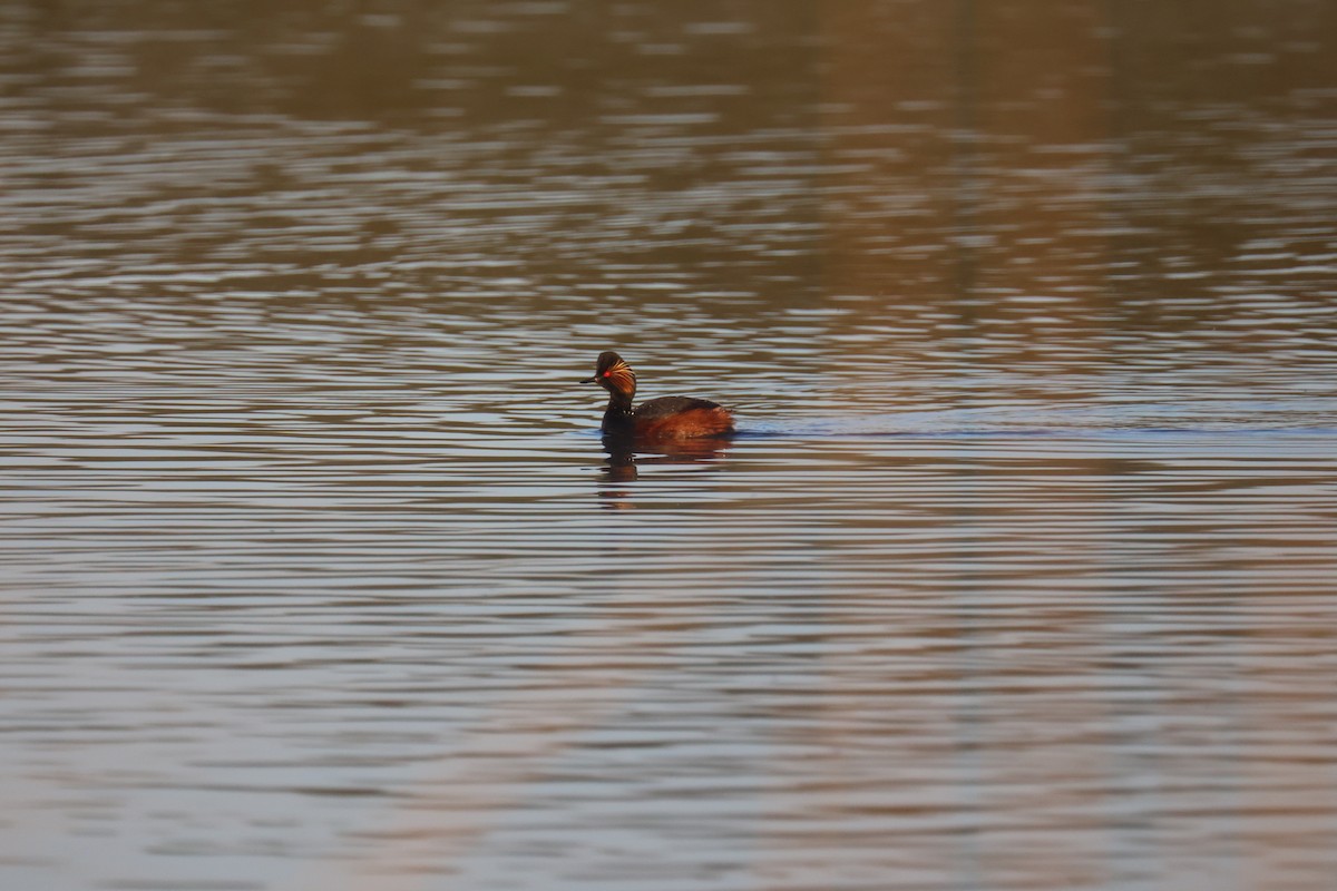 ハジロカイツブリ - ML646062344