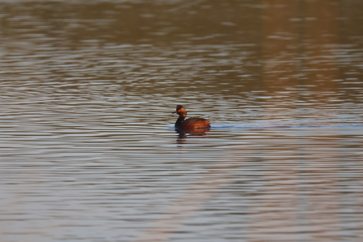 ハジロカイツブリ - ML646062345