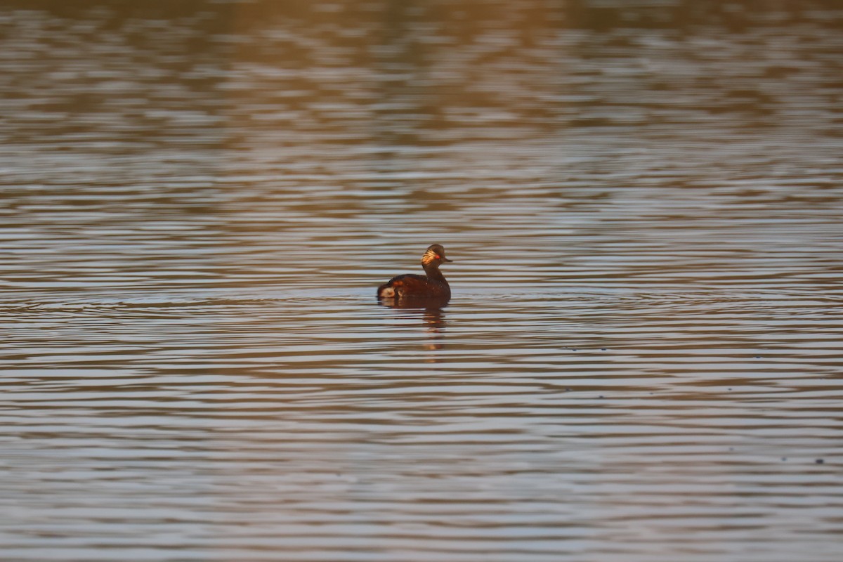 ハジロカイツブリ - ML646062346