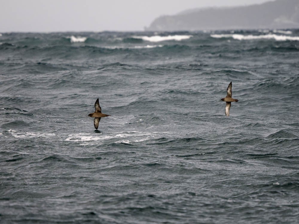 ハイイロミズナギドリ - ML646062349