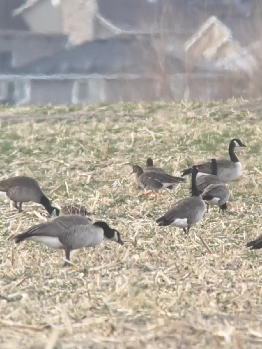 Blässgans - ML646062351