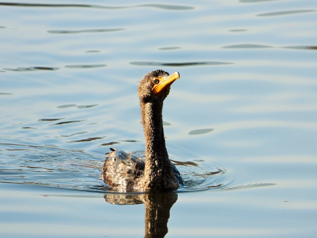 ミミヒメウ - ML646062352