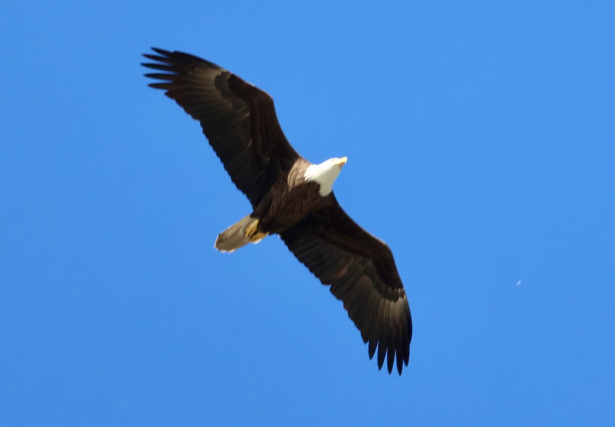 ハクトウワシ - ML646062354