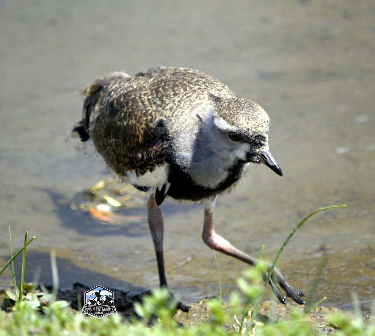 ナンベイタゲリ - ML646062358