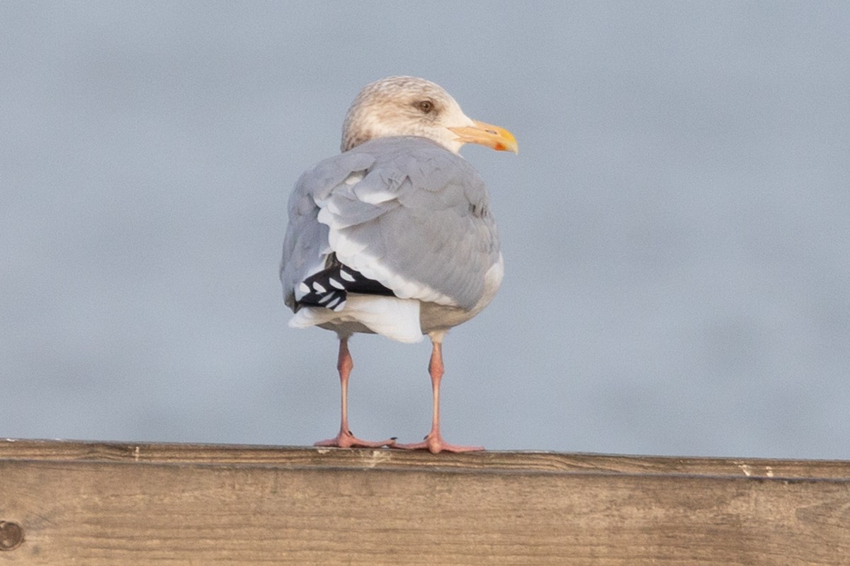 カモメ属 - ML646062359