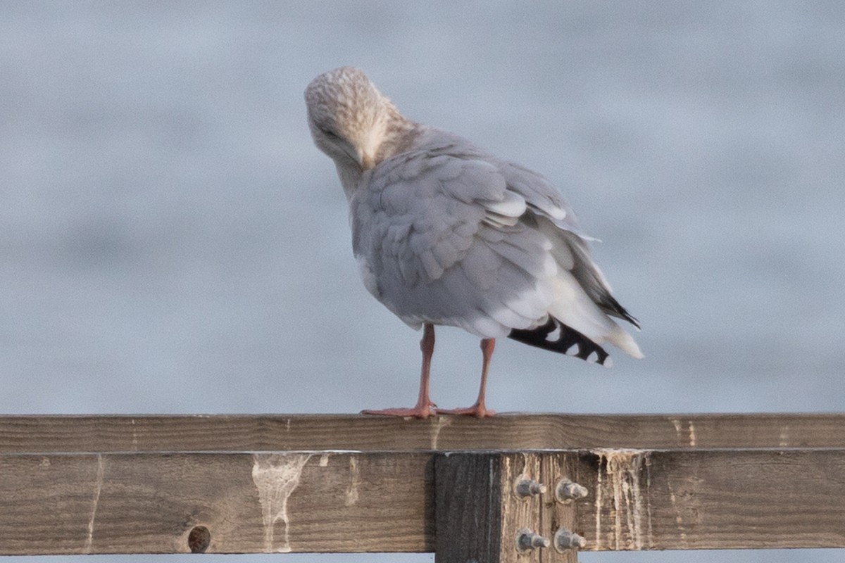 カモメ属 - ML646062360