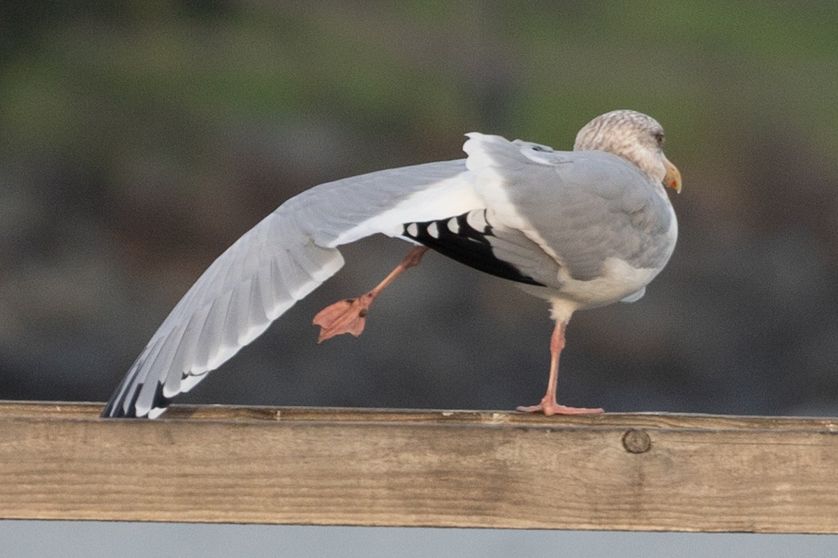 カモメ属 - ML646062361