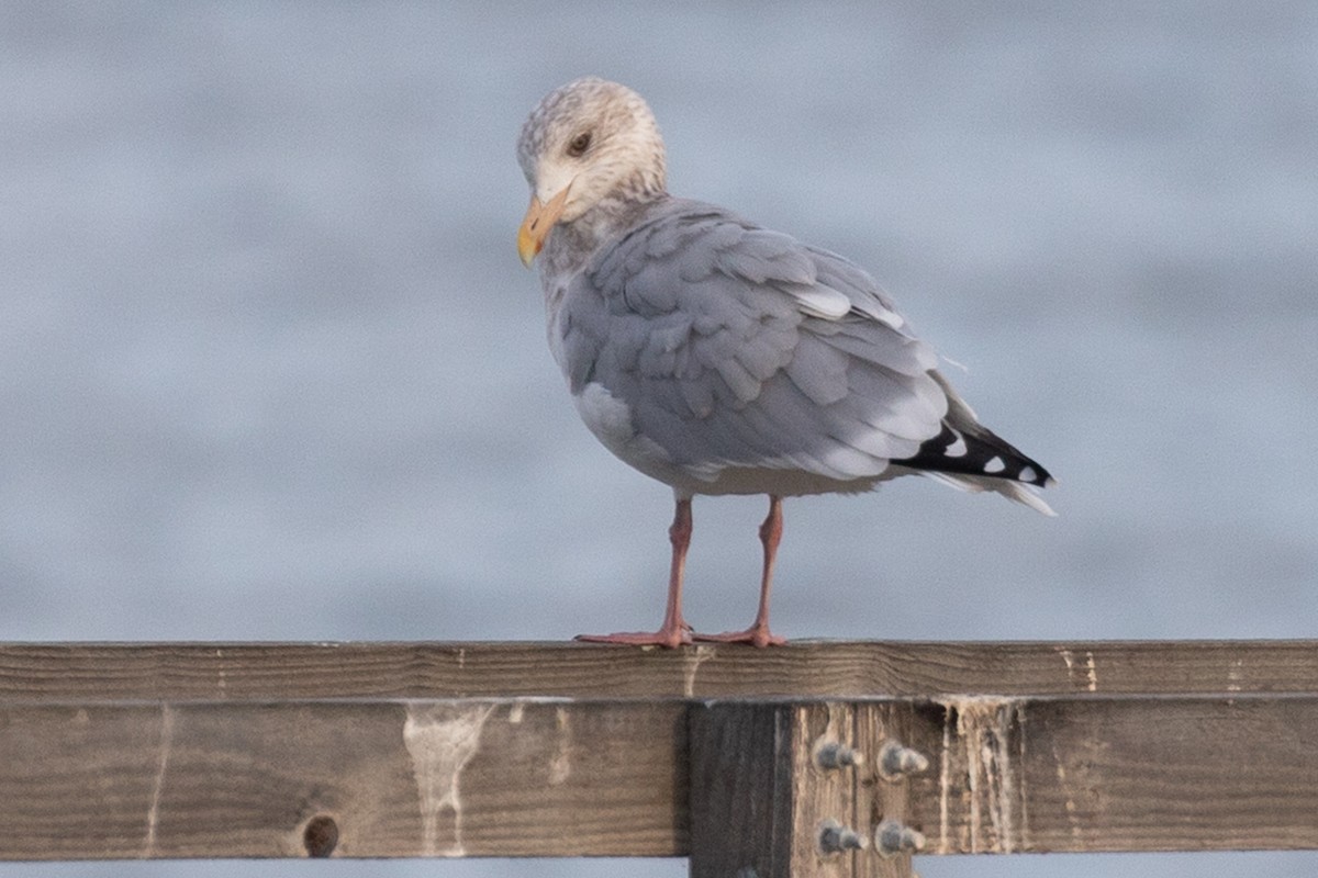 カモメ属 - ML646062362