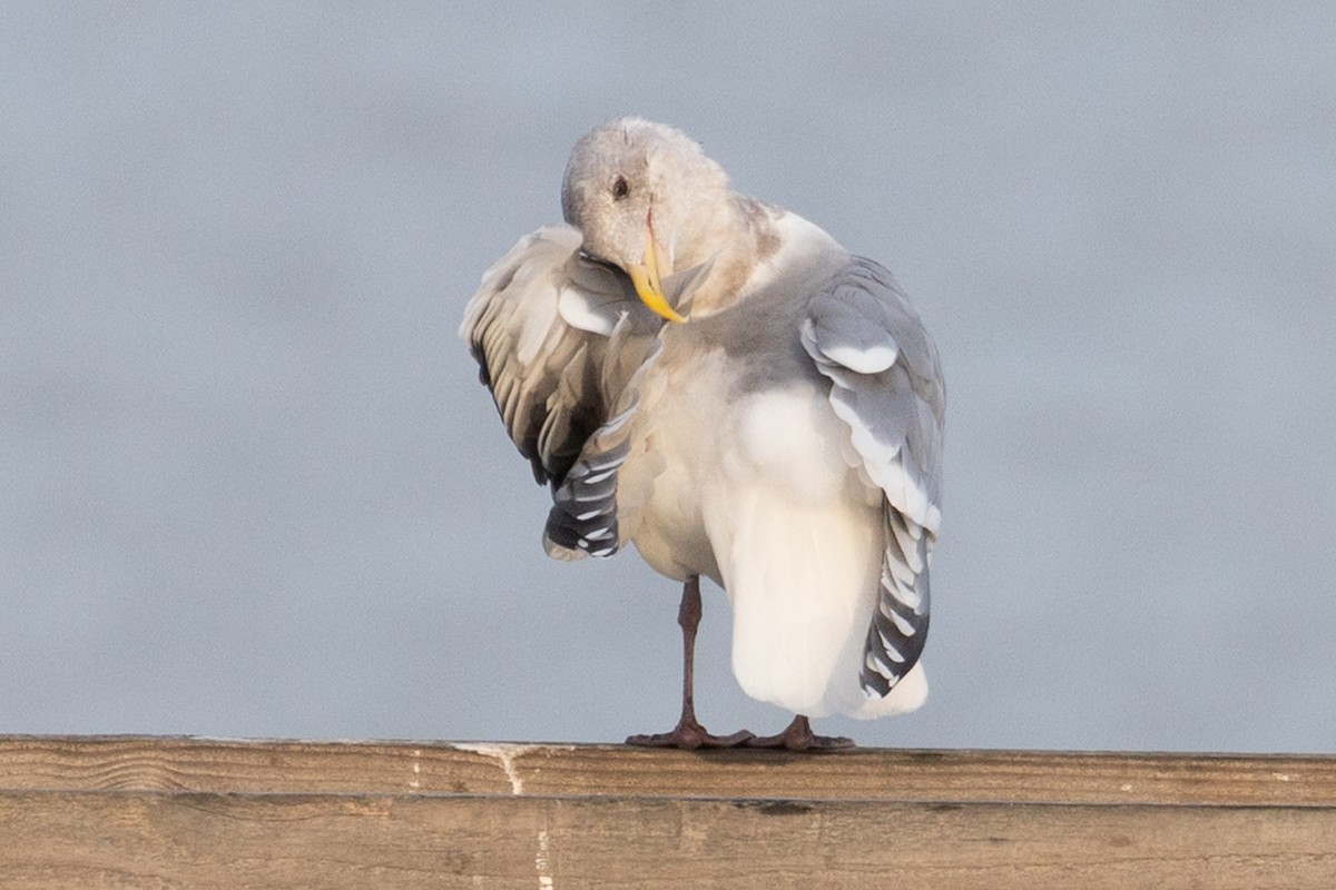 雑種 アメリカオオセグロカモメ ｘ ワシカモメ - ML646062363