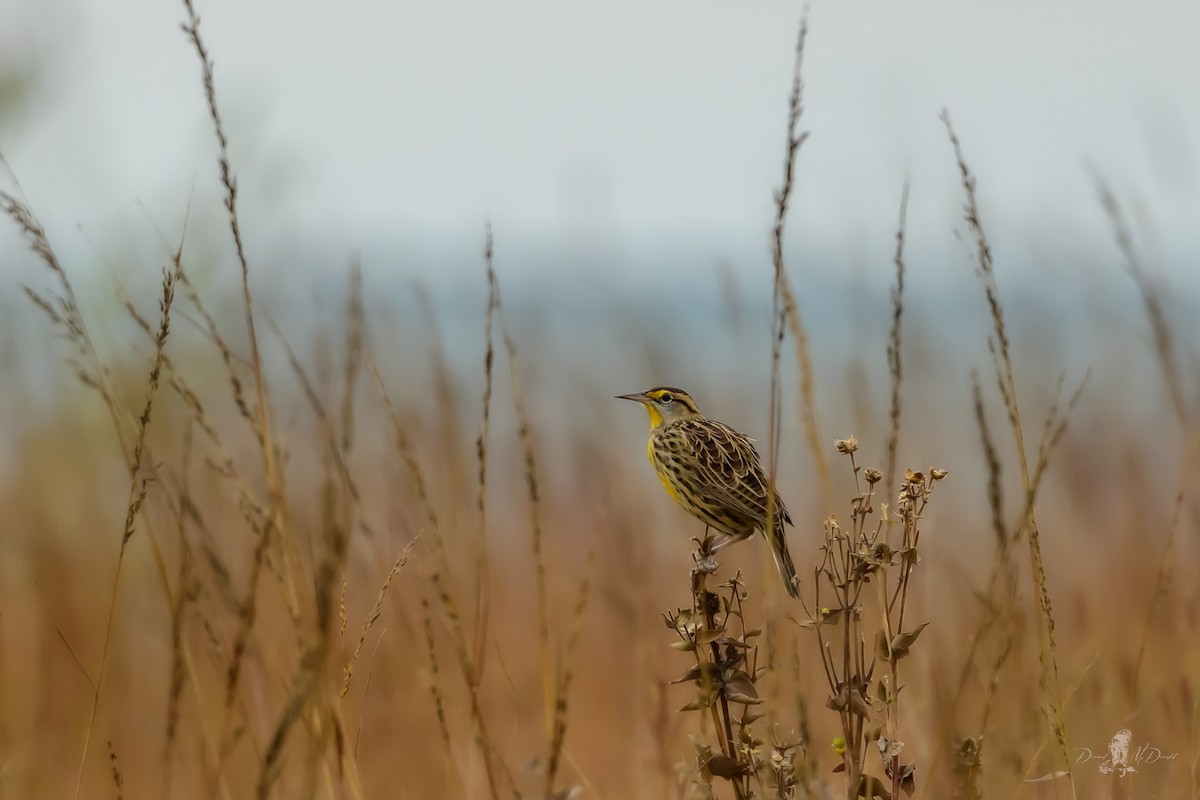 ヒガシマキバドリ - ML646062364