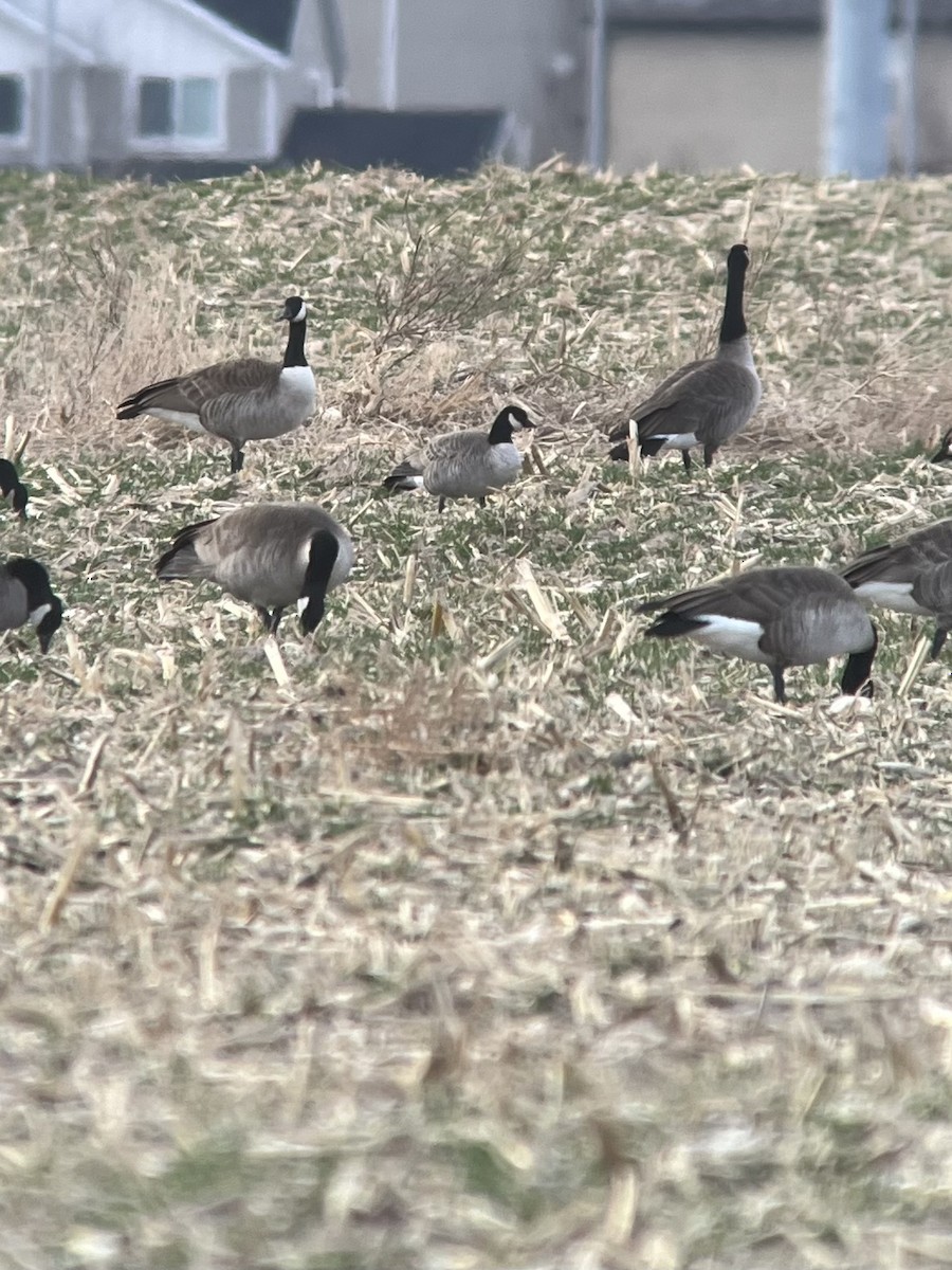 シジュウカラガン - ML646062365