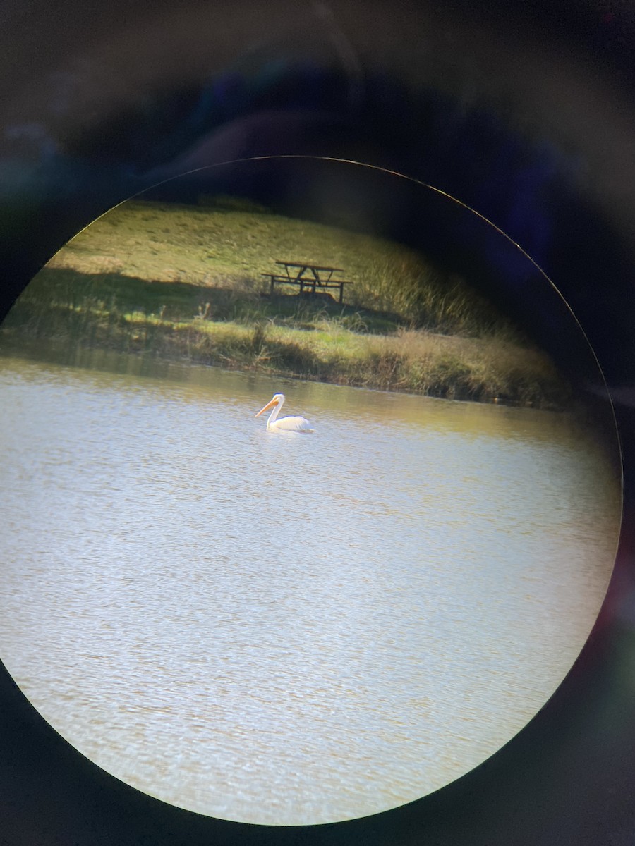 アメリカシロペリカン - ML646062366