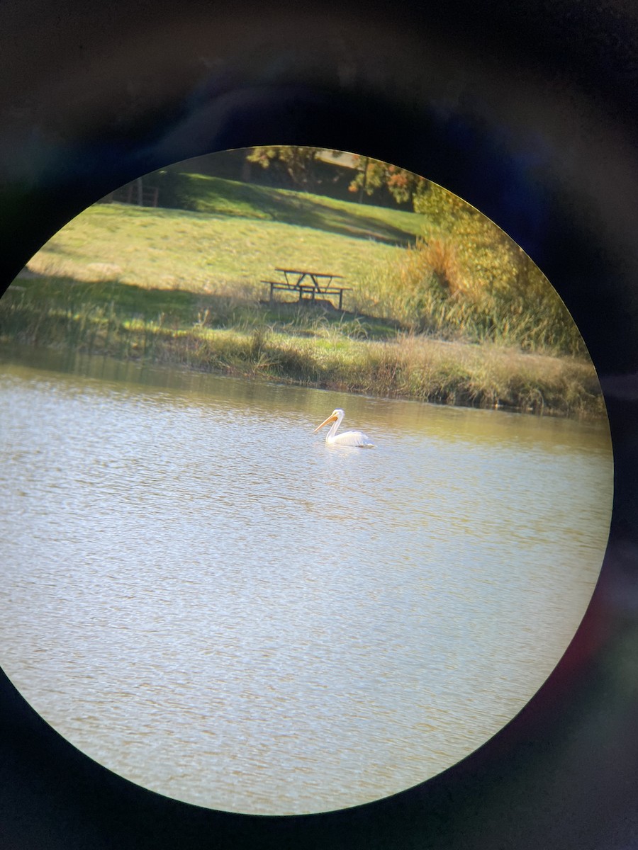 アメリカシロペリカン - ML646062367