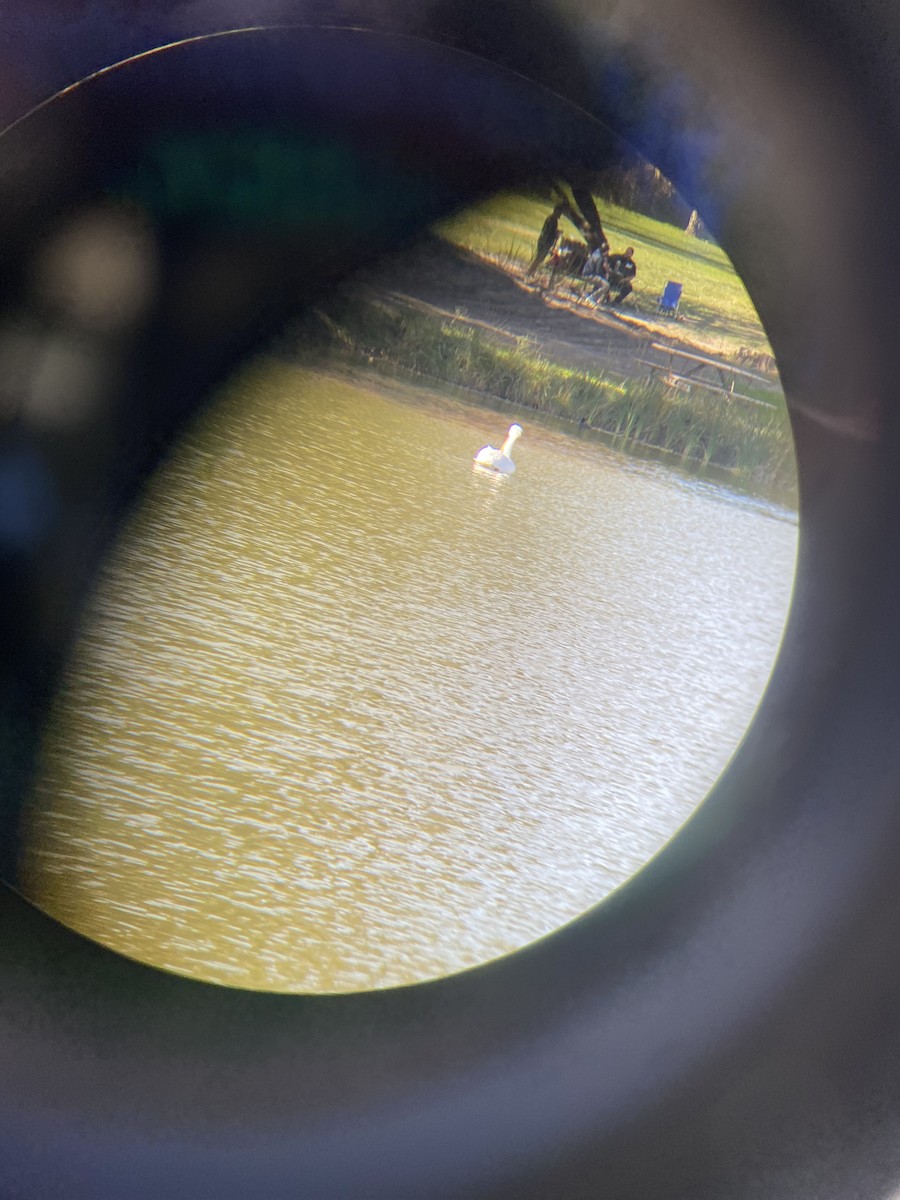 アメリカシロペリカン - ML646062368