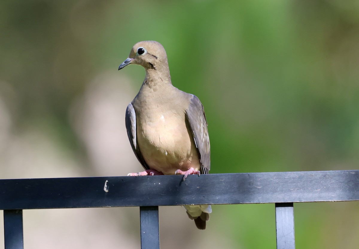 ナゲキバト - ML646062369