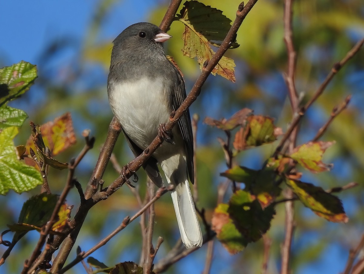 Dark-eyed Junco - ML646062371