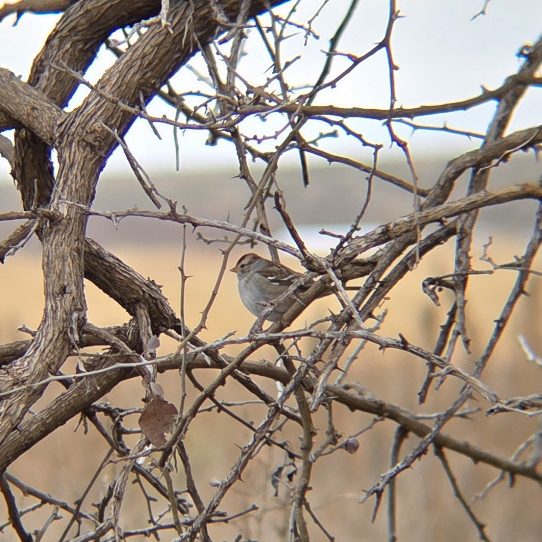 White-crowned Sparrow - ML646062372