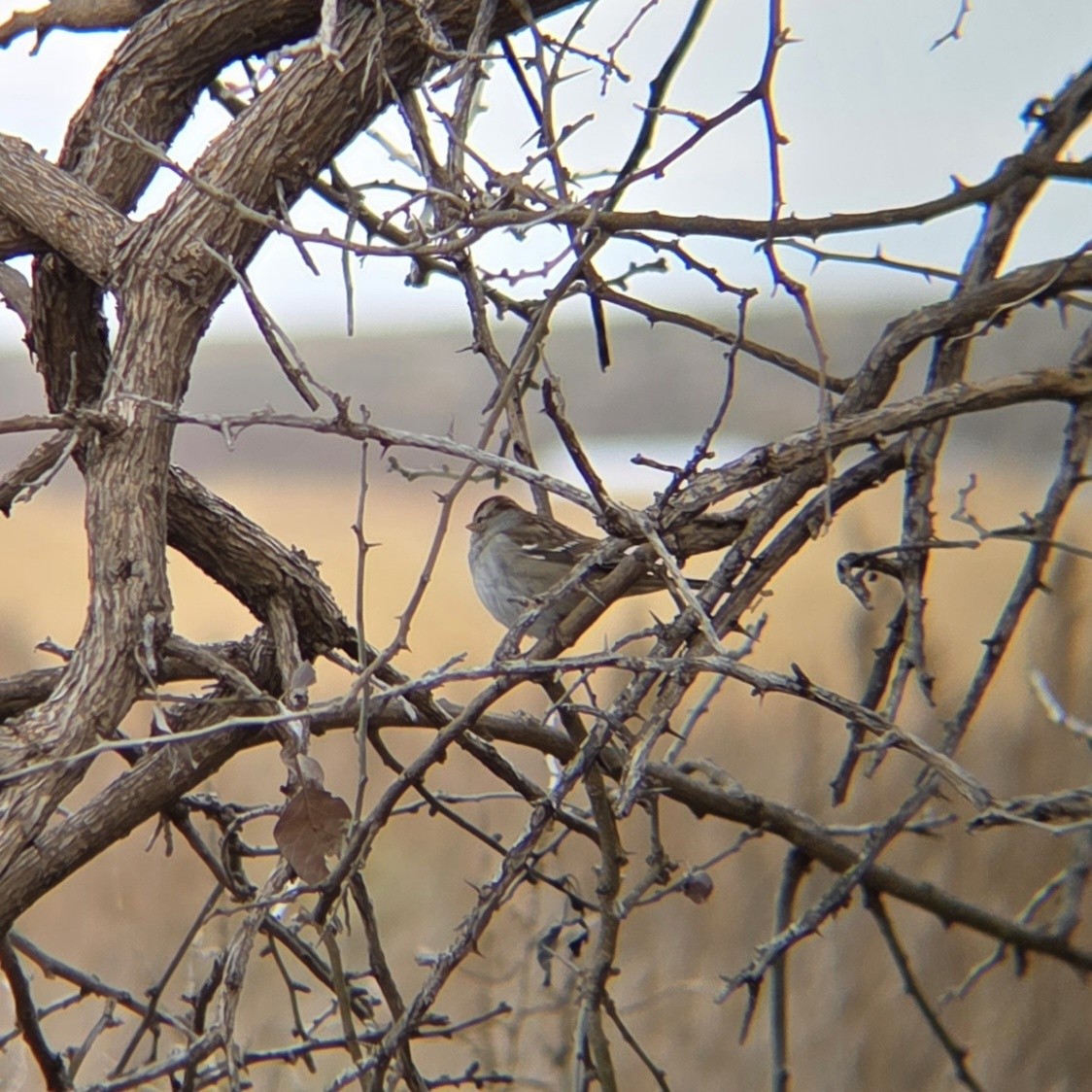 White-crowned Sparrow - ML646062373