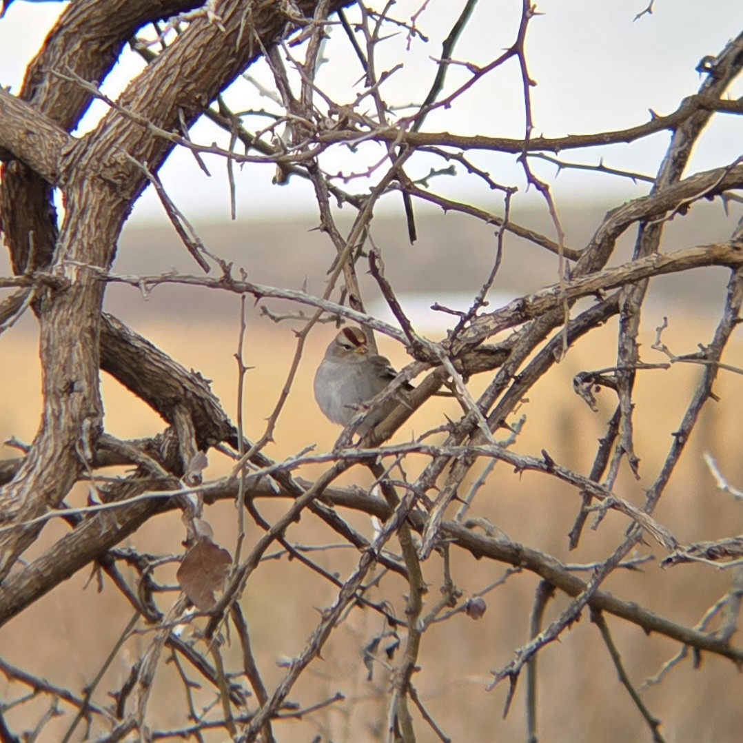 White-crowned Sparrow - ML646062374