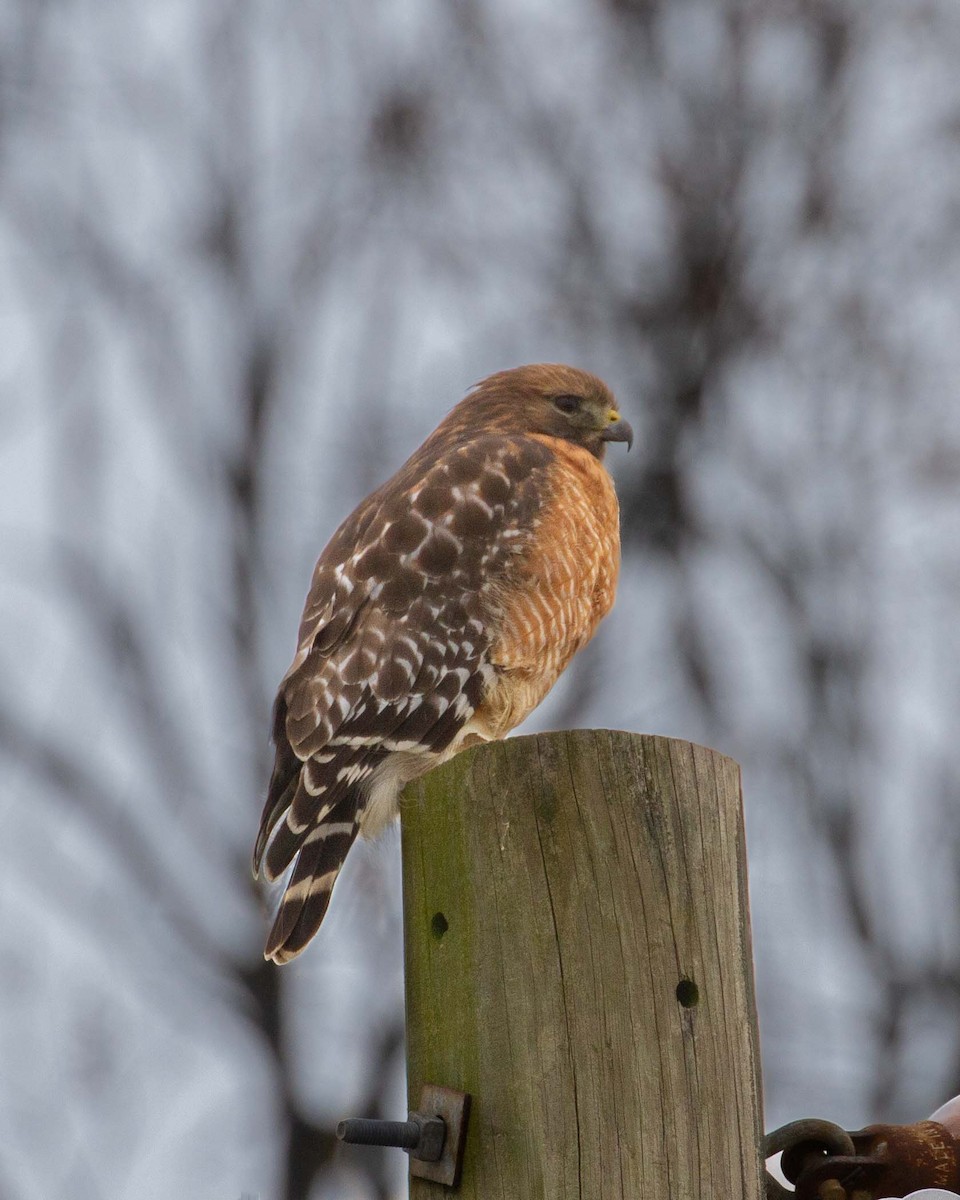 Red-shouldered Hawk - ML646062391