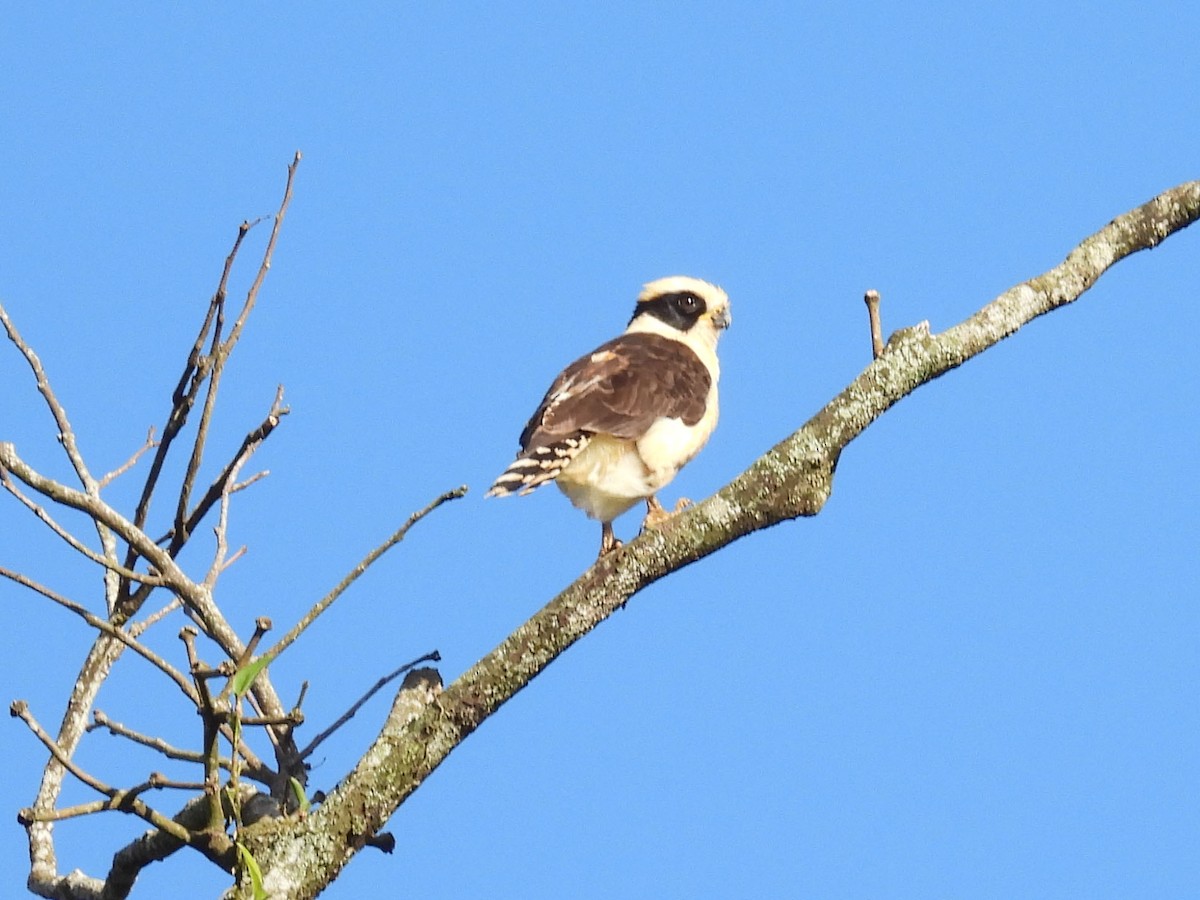 Laughing Falcon - ML646062394