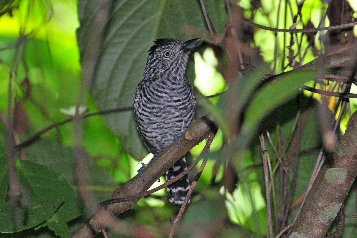Batará Barrado - ML646062396