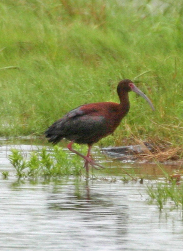 White-faced Ibis - ML646062399