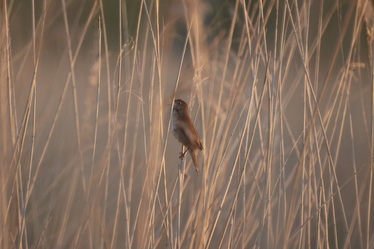 חרגולן זמירי - ML646062402