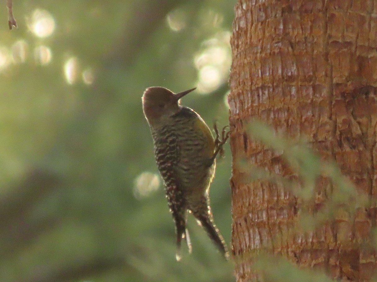 Williamson's Sapsucker - ML646062408
