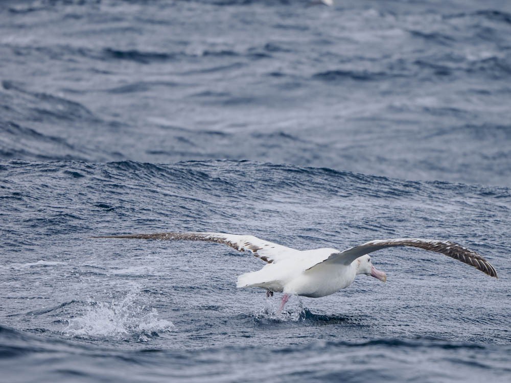 Southern Royal Albatross - ML646062410