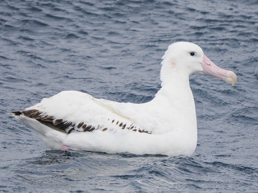 Southern Royal Albatross - ML646062411