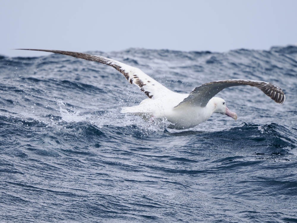 Southern Royal Albatross - ML646062412