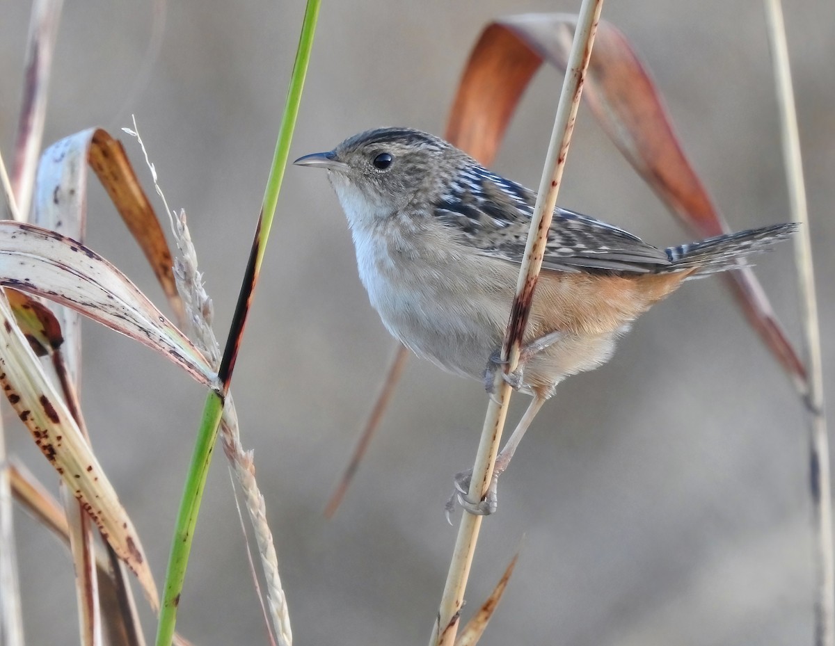 Sedge Wren - ML646062414