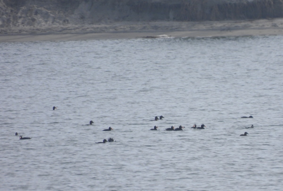 קטיפנית משברים - ML646062415