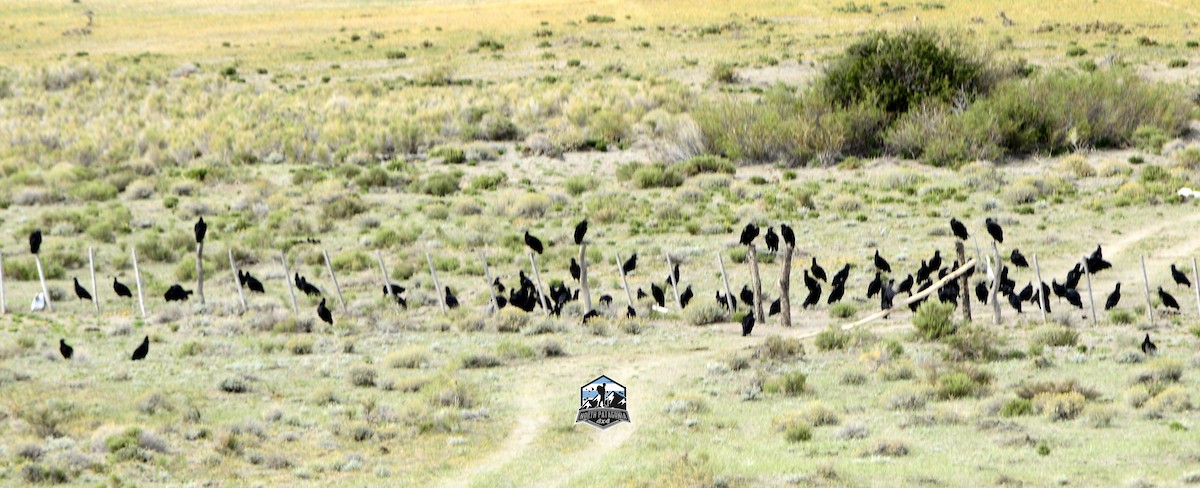 Black Vulture - ML646062416