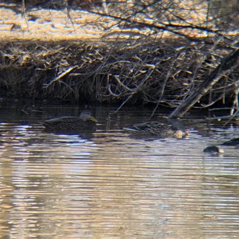 Mallard x Mexican Duck (hybrid) - ML646062417