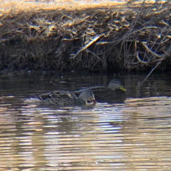 Mallard x Mexican Duck (hybrid) - ML646062418