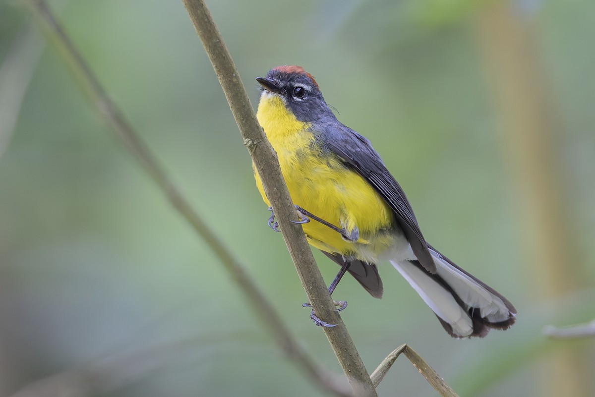 Brown-capped Redstart - ML646062420