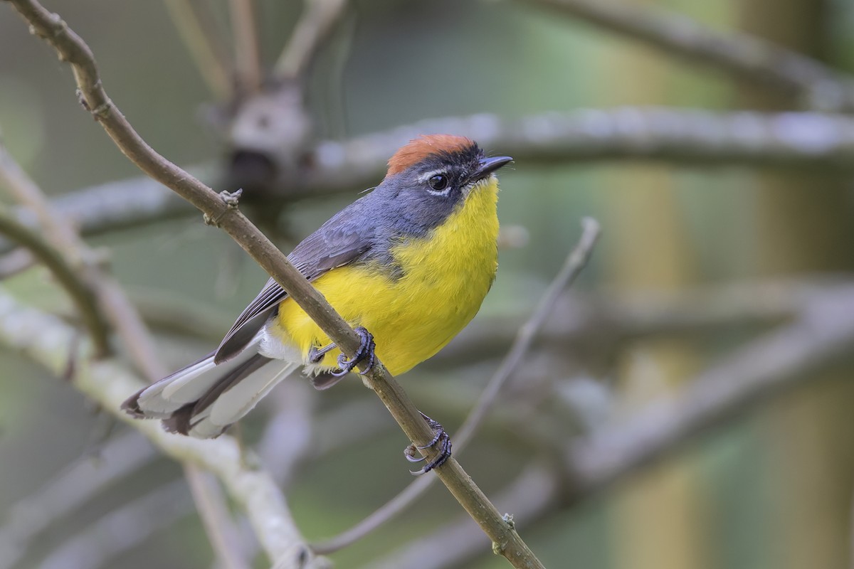 Brown-capped Redstart - ML646062421