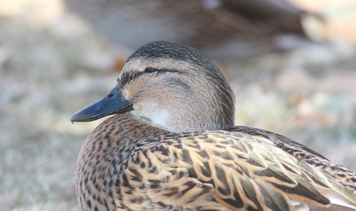 ברכיה (מבויתת) - ML646062425