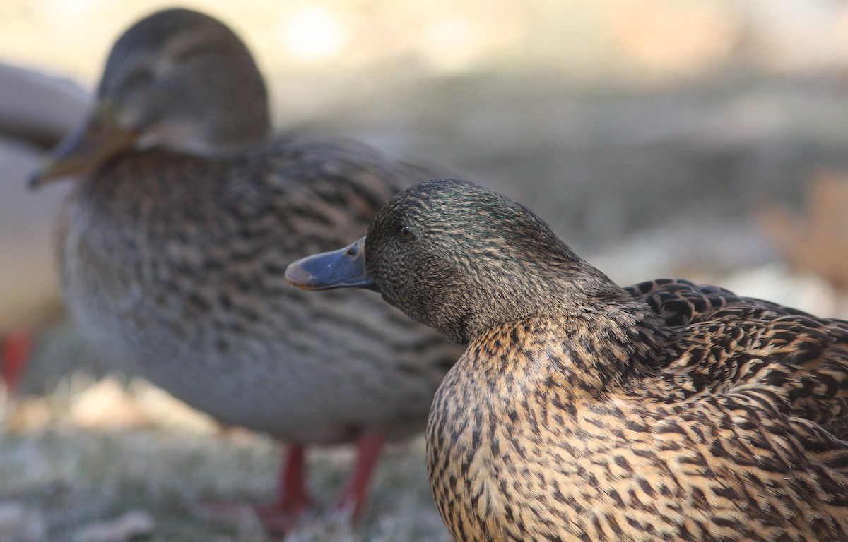ברכיה (מבויתת) - ML646062426